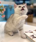 왕발고양이