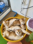 골든캣 골드브숏 골드먼치킨 평택전문점