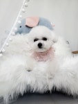 털빨충전중