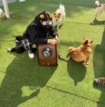 펫택시119