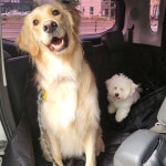 펫택시119