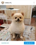 퍼피컷