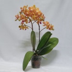 농업회사법인 하이시티팜