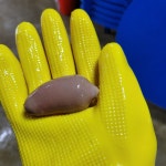 큰바다 수산