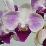 농업회사법인 하이시티팜