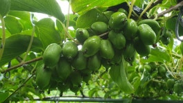 치악파파토종다래농장