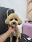 메이드독