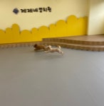 제제네멍치원 강아지유치원
