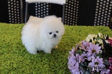 착한애견분양강아지 수원광교본점