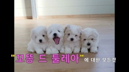 착한애견분양강아지 수원광교본점