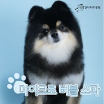 똥강아지 미장원