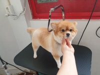 애니펫살롱