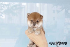착한애견분양강아지 수원광교본점