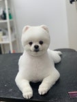 뽀그리멍