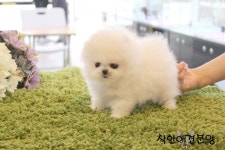 착한애견분양강아지 수원광교본점