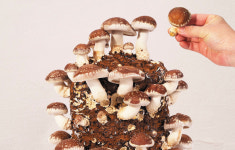 강릉표고버섯농장 농업회사법인