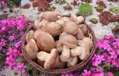 강릉표고버섯농장 농업회사법인