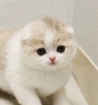 라온캣 잠실고양이분양