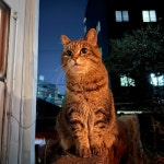 제주공항 게스트하우스 그린데이