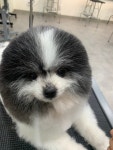 국비지원이지애견미용학원