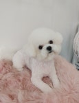 펫밀리샵