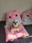 Happy애견샵