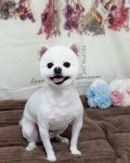 꼬마펫