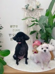 마벨펫 천안점