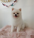 펫밀리샵