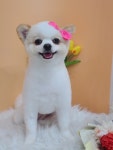 몽story애견미용실