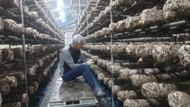 참여울표고버섯농장