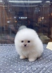 드림독 강아지고양이 안심분양센터 평택점