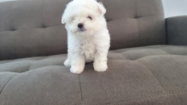 드림독 강아지고양이 안심분양센터 평택점