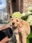 드림독 강아지고양이 안심분양센터 평택점