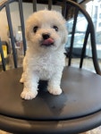 드림독 강아지고양이 안심분양센터 평택점