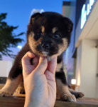 드림독 강아지고양이 안심분양센터 평택점