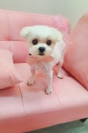 으나펫