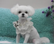 완산애견펫미용실