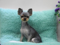 완산애견펫미용실