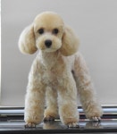 완산애견펫미용실