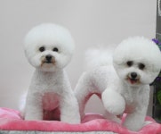 완산애견펫미용실