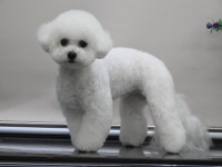 완산애견펫미용실