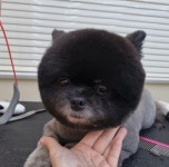 보듬 반려견미용실 하단당리본점