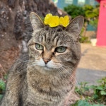 제주공항 게스트하우스 그린데이