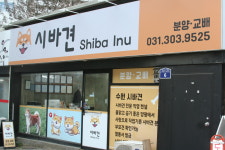 수원시바견