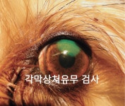 중앙동물병원