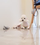 스타일나개