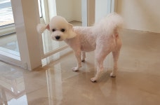 스타일나개