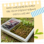 강원도 삼순이네 산삼농장