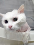 고양이에 정원